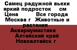 Самец радужной вьехи яркий подросток 15 см › Цена ­ 350 - Все города, Москва г. Животные и растения » Аквариумистика   . Алтайский край,Новоалтайск г.